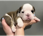 Small Photo #15 English Bulldog Puppy For Sale in EVEREST, KS, USA