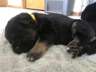 German Shepherd Dog Puppy for sale in LACEY, WA, USA