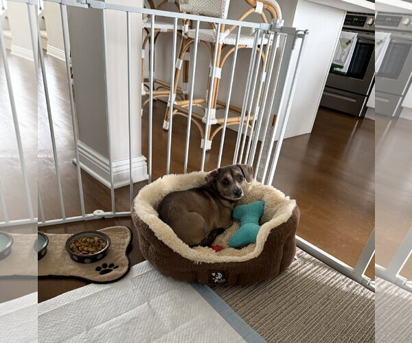 Medium Photo #7 Chiweenie Puppy For Sale in Oakhurst, NJ, USA