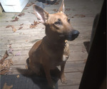 Small Photo #1 Belgian Malinois Puppy For Sale in ELLENWOOD, GA, USA
