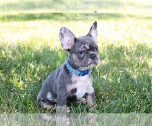 French Bulldog Puppy for sale in WOOSTER, OH, USA