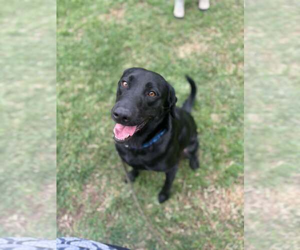 Medium Photo #2 Mutt Puppy For Sale in Visalia, CA, USA