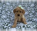 Small #4 Goldendoodle