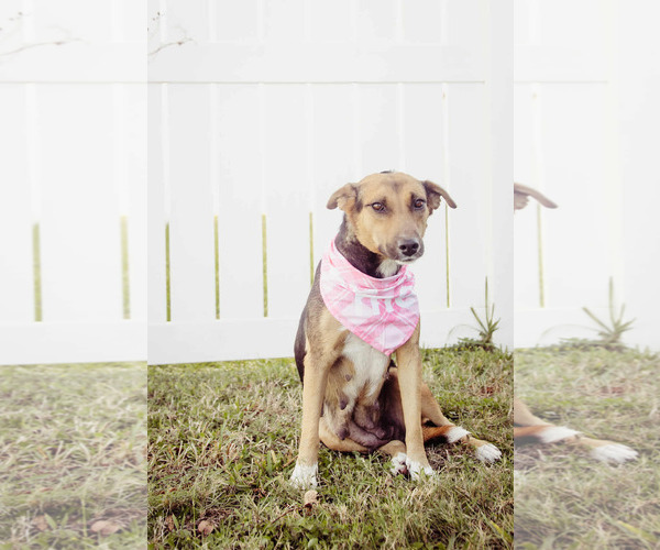 Medium Photo #13 Beagle-Collie Mix Puppy For Sale in Princeton, MN, USA