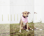 Small #12 Beagle-Collie Mix