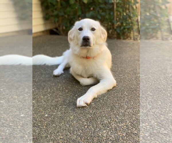 Medium Photo #2 Great Pyrenees Puppy For Sale in Spring, TX, USA
