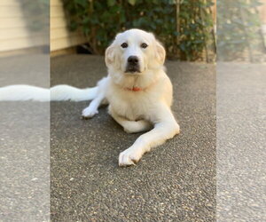 Nelly - Female Great Pyrenees Dog for Adoption - Photo #2