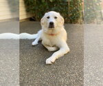 Small Photo #2 Great Pyrenees Puppy For Sale in Spring, TX, USA