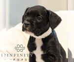 Small #3 French Bulldog-Goldendoodle Mix