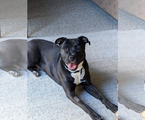 Medium Photo #46 American Pit Bull Terrier-Unknown Mix Puppy For Sale in Germantown, OH, USA