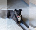 Small #45 American Pit Bull Terrier Mix