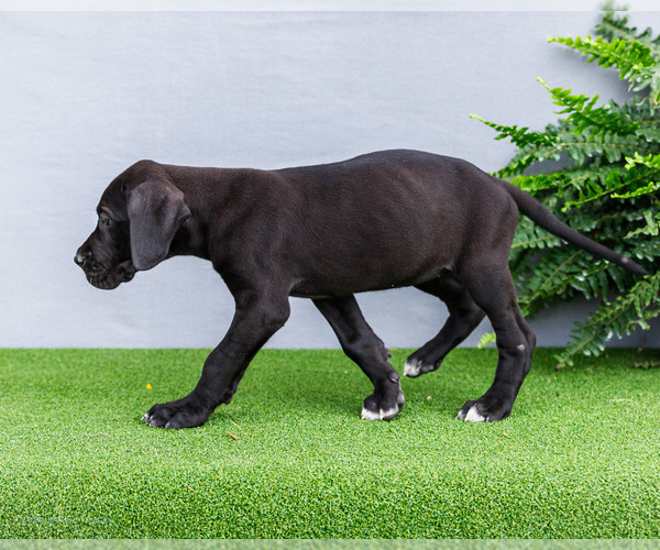 Medium Photo #7 Great Dane Puppy For Sale in WAKARUSA, IN, USA