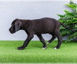 Small Photo #81 Great Dane Puppy For Sale in WAKARUSA, IN, USA