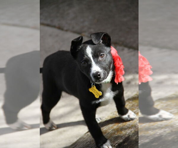 Medium Photo #4 Mutt Puppy For Sale in Sandy, UT, USA