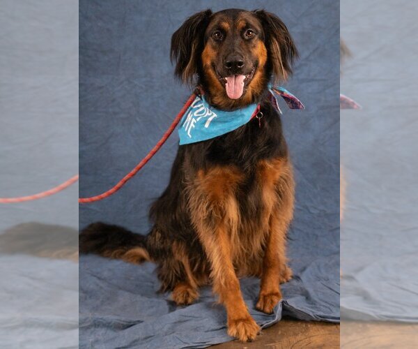 Medium Photo #10 German Shepherd Dog-Unknown Mix Puppy For Sale in Lake Forest, CA, USA