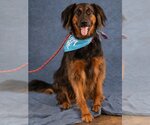 Small #9 German Shepherd Dog Mix