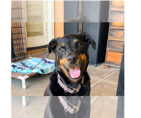 Medium Photo #13 Rottweiler Puppy For Sale in Gilbert, AZ, USA