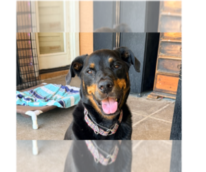 Dolce - Female Rottweiler Dog for Adoption - Photo #13