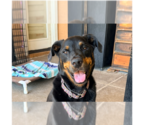 Small Photo #13 Rottweiler Puppy For Sale in Gilbert, AZ, USA