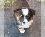 Small Photo #8 Aussie-Corgi Puppy For Sale in BRIGGSDALE, CO, USA