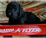 Small Photo #2 Labradoodle-Poodle (Standard) Mix Puppy For Sale in ALTON, MO, USA