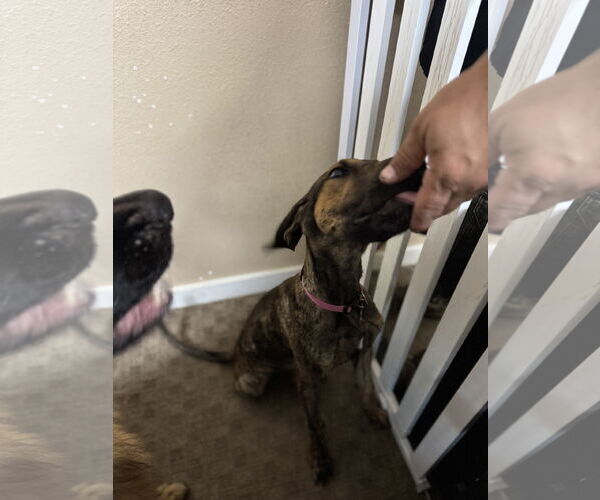 Medium Photo #23 Doberman Pinscher-Unknown Mix Puppy For Sale in Buffalo, MN, USA