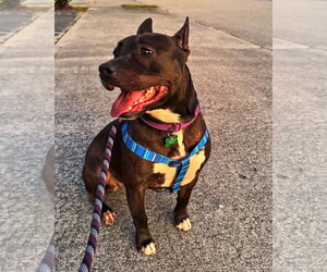 Mutt Dogs for adoption in Pompano Beach , FL, USA