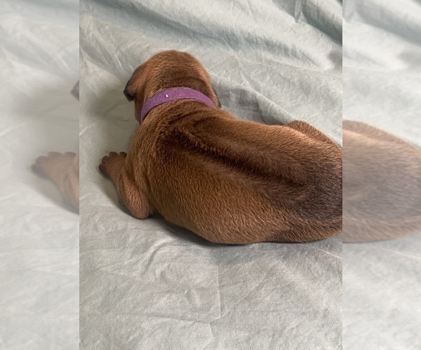 Medium Photo #6 Rhodesian Ridgeback Puppy For Sale in KELLER, TX, USA