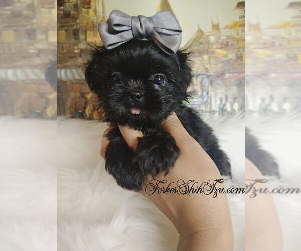 Medium Photo #4 Shih Tzu Puppy For Sale in OCALA, FL, USA