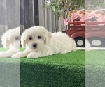 Image preview for Ad Listing. Nickname: Abby