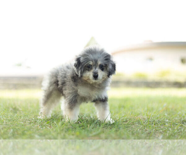 Medium Photo #4 Maltipoo Puppy For Sale in WARSAW, IN, USA