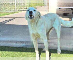 Great Pyrenees-Unknown Mix Dogs for adoption in Grand Prairie, TX, USA