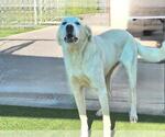 Small Great Pyrenees Mix