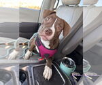 Small #4 American Pit Bull Terrier Mix