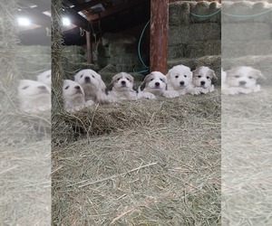 Medium Great Pyrenees