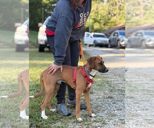 Fred - Male Mutt Dog for Adoption - Photo #2