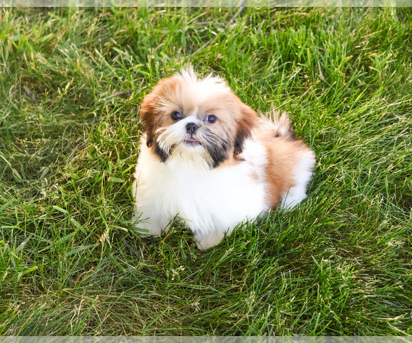 Medium Photo #5 Shih Tzu Puppy For Sale in SYRACUSE, IN, USA