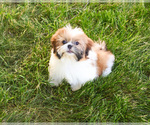 Small #4 Shih Tzu