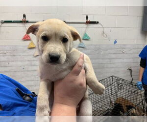 German Shepherd Dog-Unknown Mix Dogs for adoption in San Bernardino, CA, USA