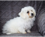 Small Photo #23 Bichon Frise Puppy For Sale in WAKARUSA, IN, USA