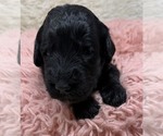 Small Photo #27 Goldendoodle Puppy For Sale in PIERSON, FL, USA