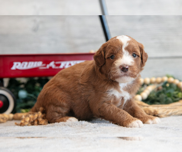 Medium Photo #1 Goldendoodle (Miniature) Puppy For Sale in MIDDLEBURY, IN, USA