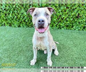 American Pit Bull Terrier Dogs for adoption in West Palm Beach, FL, USA