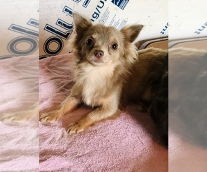 Chihuahua Puppy for sale in MULDROW, OK, USA