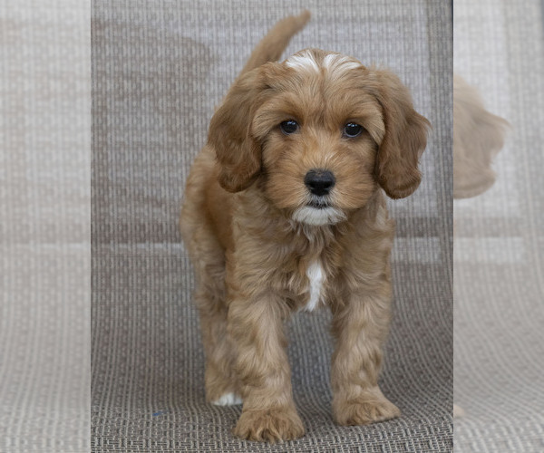 Medium Photo #2 Cavapoo (Miniature)-Goldendoodle Mix Puppy For Sale in SAINT MARYS, KS, USA