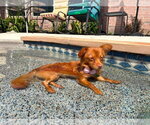 Small #3 Chihuahua Mix
