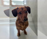 Small #2 Bagle Hound