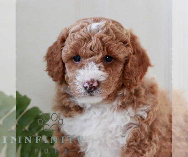 Medium Photo #1 Goldendoodle (Miniature) Puppy For Sale in LANCASTER, PA, USA