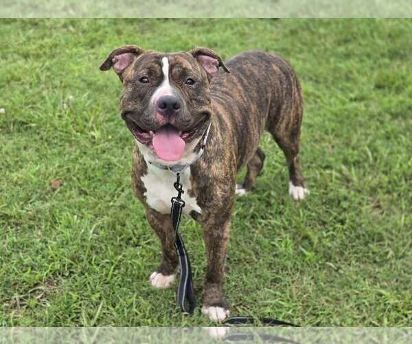 Medium Photo #2 American Pit Bull Terrier-Unknown Mix Puppy For Sale in Millersville, MD, USA