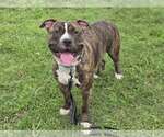 Small #1 American Pit Bull Terrier Mix